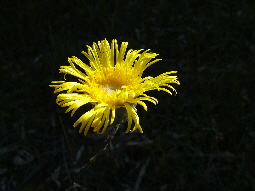 Native Paper Daisy, Podolepus species, one of many native flower speices in the Grampians National Park